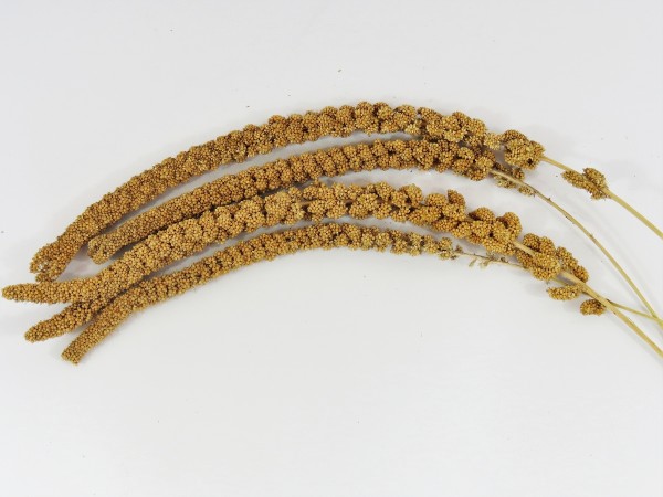 Gelbe Kolbenhirse